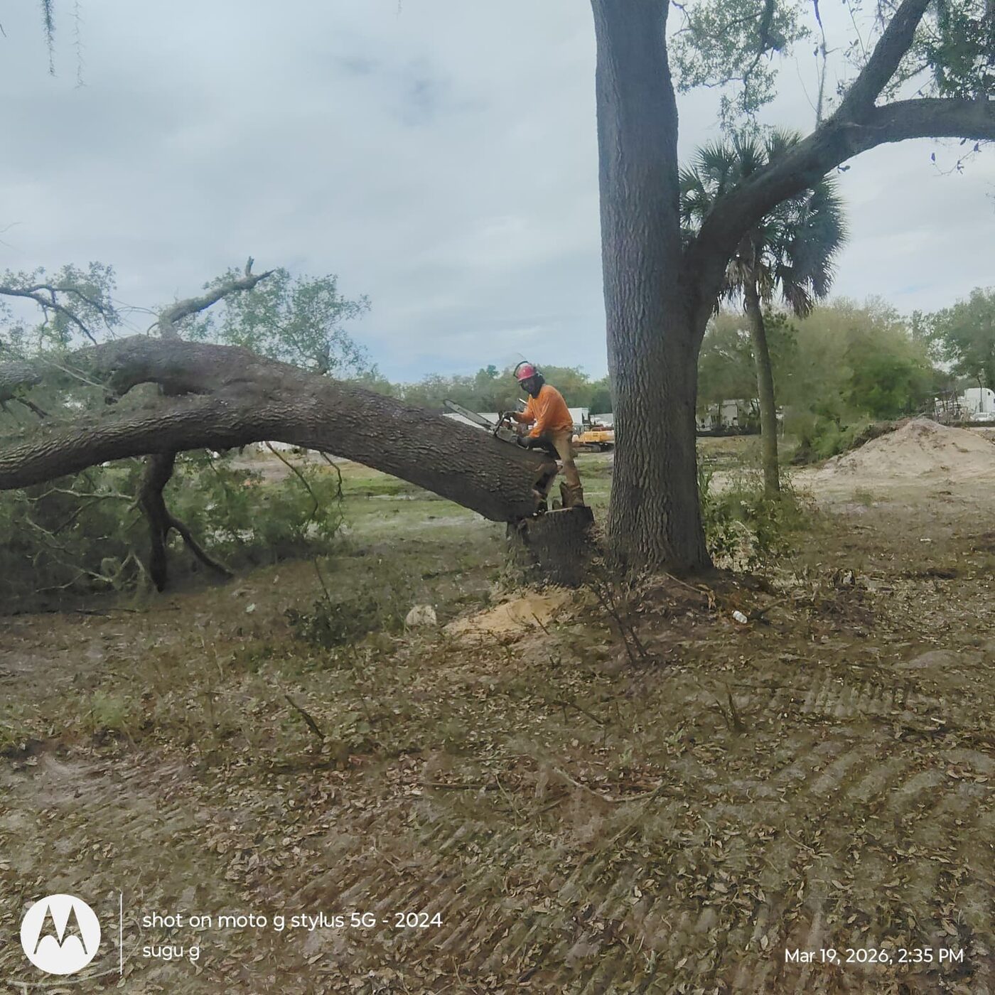 Evercrest Tree Removal project in Pittsburgh, PA