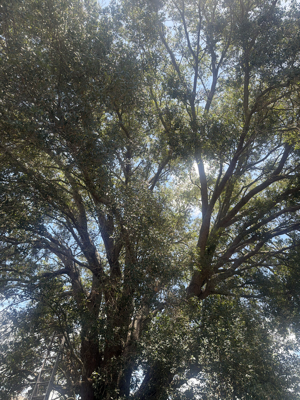 Evercrest Tree Trimming project in Pittsburgh, PA