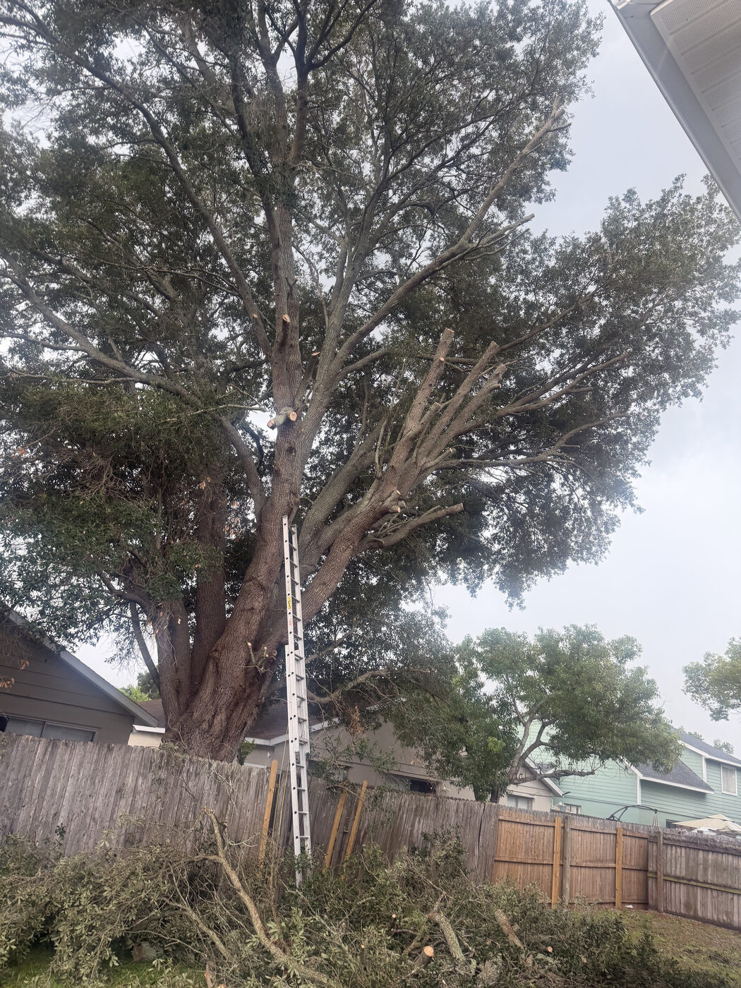Evercrest Tree Trimming project in Pittsburgh, PA