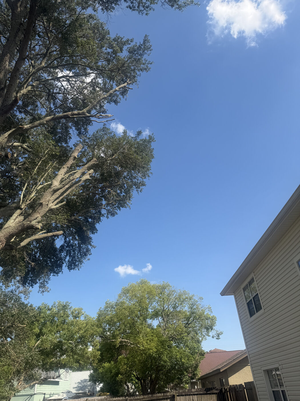 Evercrest Tree Trimming project in Pittsburgh, PA